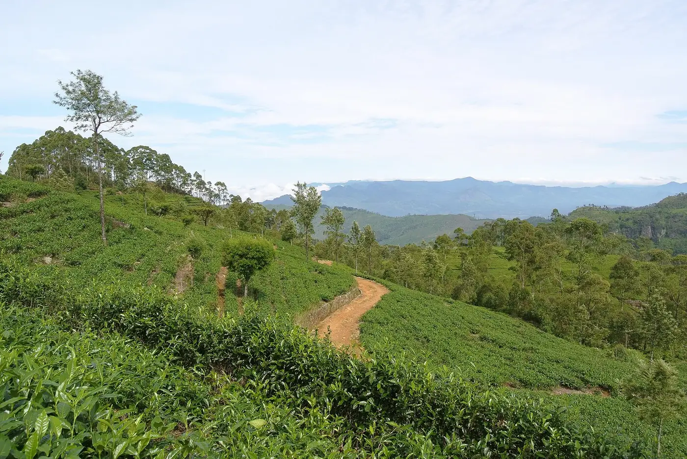 Tea plantation hills near Haputale, Sri Lanka